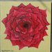 Rose_square