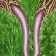 Long_tongued_animals_card