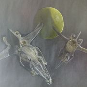 The_biomorphic_fighters_card
