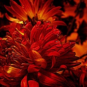 23112_card