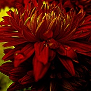 14985_card