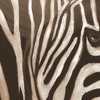 Zebra3_b_and_w_thumb