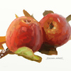 Apples_jpg_thumb