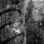 Fackahatchee_1bw_card