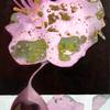 Pink_bozai-5x7-feb_2013_thumb