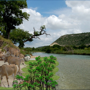 885-serenity_river_card
