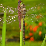 Dragon_fly_card