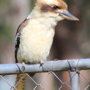 Img_4289a_card