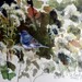 Junco3_square