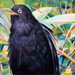 2012_bird_friend2_50x60m_square