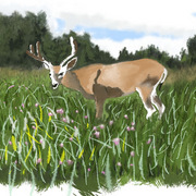 Deer02_card