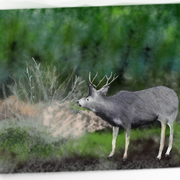 Deer01_card