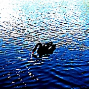 223298_card