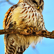 Owl_card