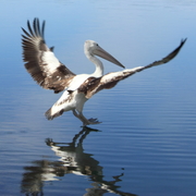 Pelican_landing_card