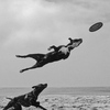 空飛ぶ犬bw_thumb