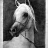 Arabian052_thumb