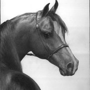Arabian055_card
