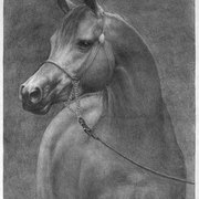 Aranbian051_card