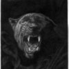 Panther_thumb