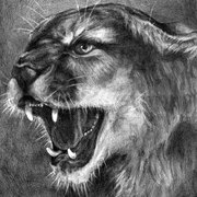 Snarl_lion_card