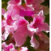 Azaleas_8