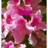 Azaleas_8
