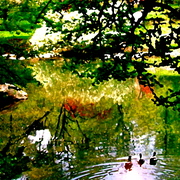 Duck_pond_copy_card