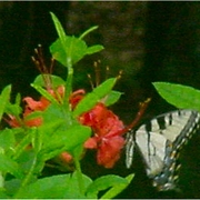 Azalea_bush_and_butterfly_card