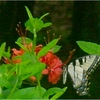 Azalea_bush_and_butterfly_thumb