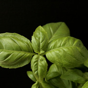 Basil_card