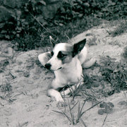 Dog_card