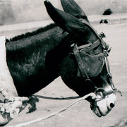Donkey_card