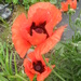 2013_003_square