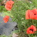 2013_004_square