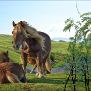 887-ponies_day_off_card