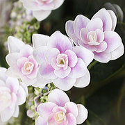 Img_0397_card