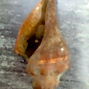 Snail_card