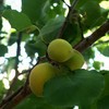 102_0328a_thumb