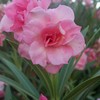 102_0334a_thumb