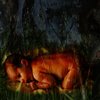 Deep_in_the_dark_forest_1b-1_thumb