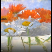 Image_card