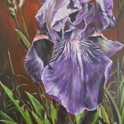 0_iris_card