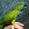 Arthur_smudge-painted_adj3-1_thumb