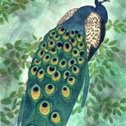 Majestic_peacocklr_card