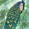 Majestic_peacocklr_thumb