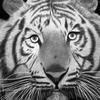 Tiger_thumb