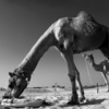 Camel01_thumb