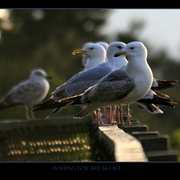 Untitled-1_copy_card