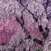 又兵衛桜００６_thumb